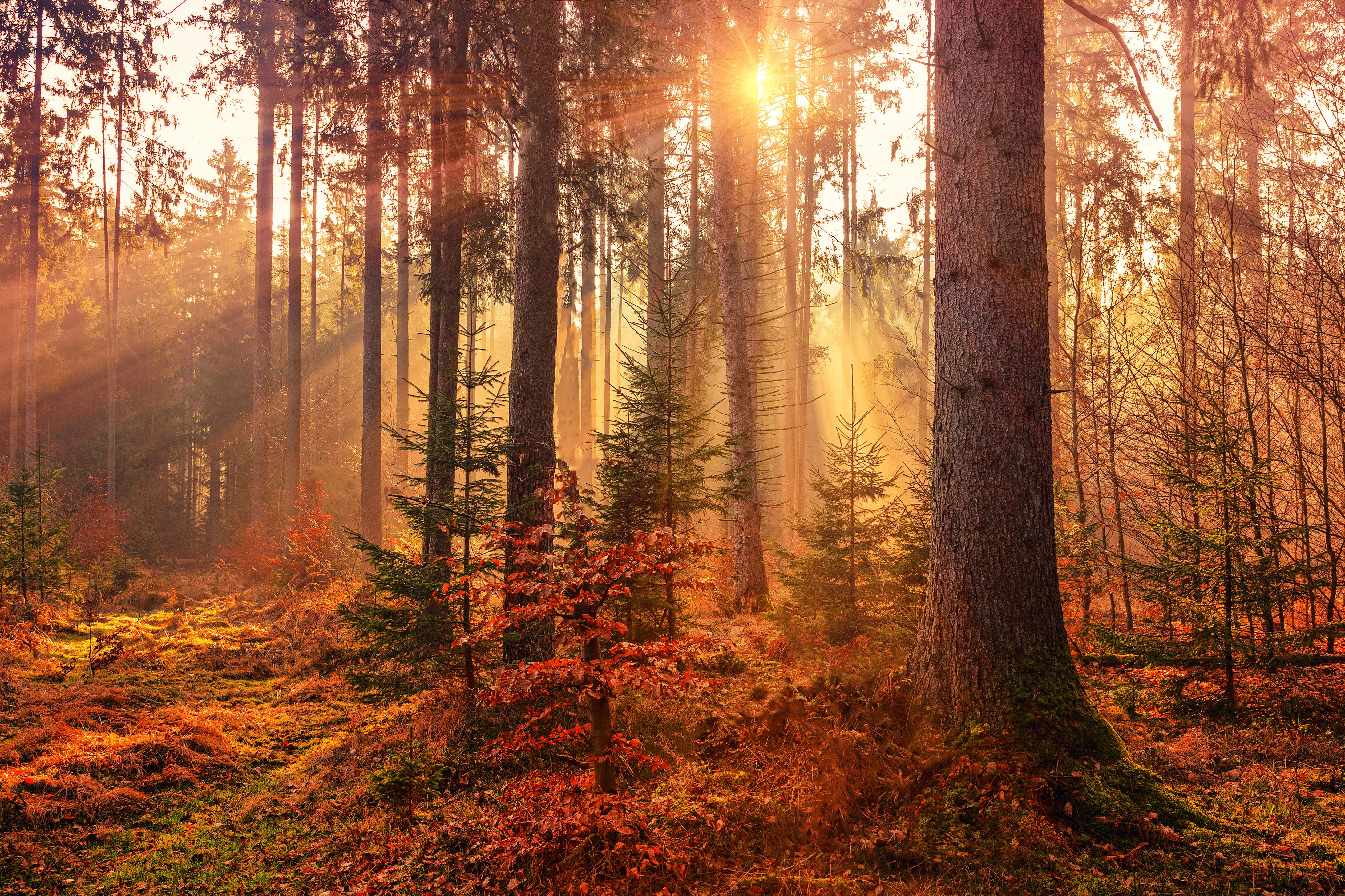 Autumn